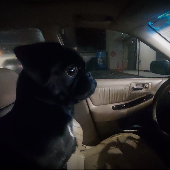 Meet your Posher, Fatima & My baby pugs - Picture 5 of 10